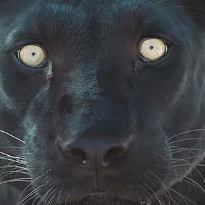 Meet your Posher, Raymond